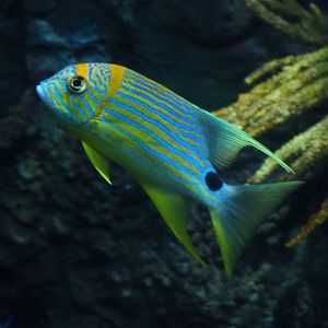 Sailfin snapper (Symphorichthys spilurus), Nov 10th, 2018