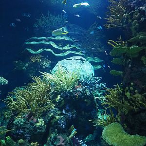 View of coral inserts in Great Barrier Reef coral tunnel tank (Nov 10th, 2018)
