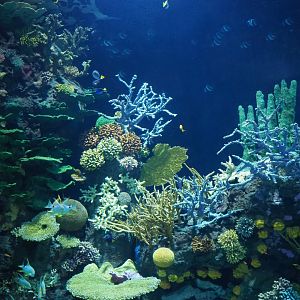 View of coral inserts in Great Barrier Reef coral tunnel tank (Nov 10th, 2018)