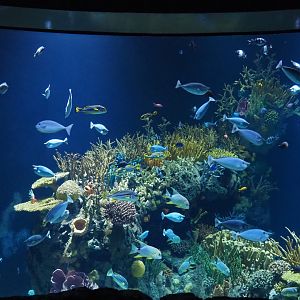 Second Great Barrier Reef tank (Nov 10th, 2018)