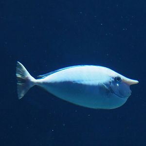 Spotted unicornfish (Naso brevirostris), Nov 10th, 2018