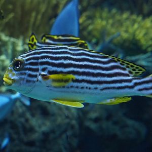 Yellow-banded sweetlips (Plectorhinchus lineatus), Nov 10th, 2018