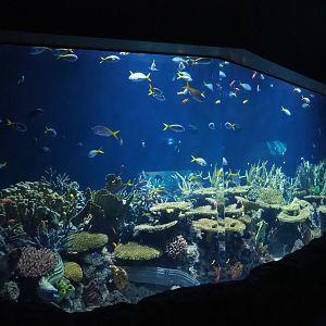 Great Barrier Reef moray eel tank (Nov 10th, 2018)