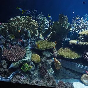 Moray eel reef (Nov 10th, 2018)