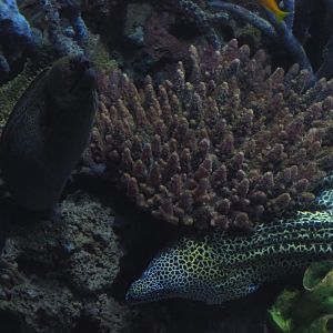 Giant moray eel (Gymnothorax javanicus) and Laced moray eel (G. favagineus), Nov 10th, 2018
