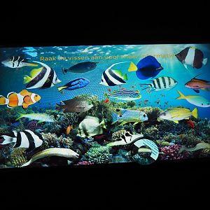 Fish identification and information touchscreen (Nov 10th, 2018)