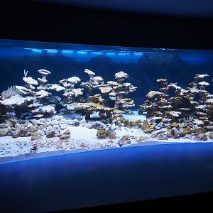 Future living reef tank (Nov 10th, 2018)