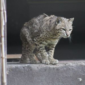 Geoffroy's Cat