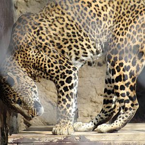 Sri Lankan Leopard