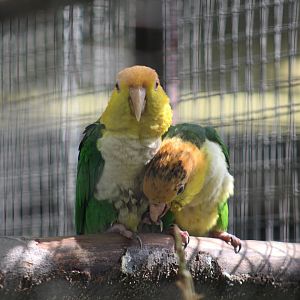 Green-Thighed Caiques