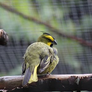 Yellow Cardinal