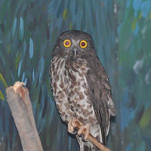 Ninox scutulata birmanica at Dusit Zoo - uploaded on behalf of alexkant