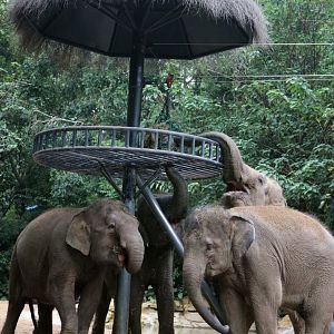 Borneo pygmy elephant feeding: different way to get the forage