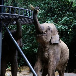 Borneo pygmy elephant feeding