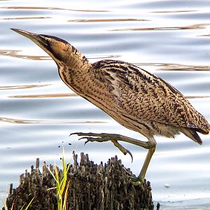 Eurasian bittern (Great bittern) : Buckinghamshire : 19 Nov 2018