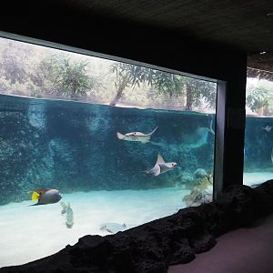 Caribbean sandy beachside tank (Nov 10th, 2018)