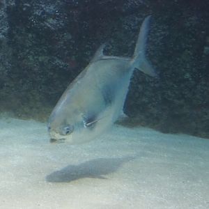Permit (Trachinotus falcatus), Nov 10th, 2018