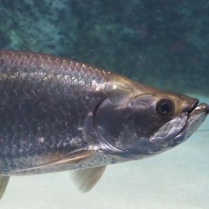Atlantic tarpon (Megalops atlanticus), Nov 10th, 2018