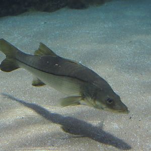 Common snook (Centropomus undecimalis), Nov 10th, 2018