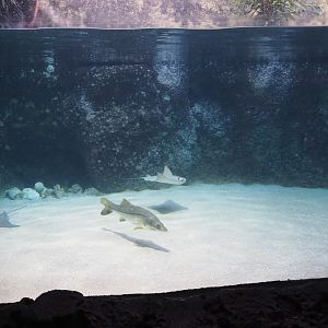 View into Caribbean sandy beachside tank (Nov 10th, 2018)