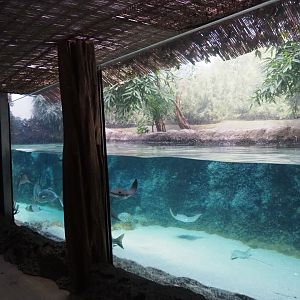 Caribbean sandy beachside tank (Nov 10th, 2018)