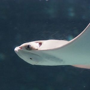 Cownose ray (Rhinoptera bonasus), Nov 10th, 2018