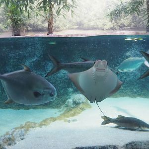 Collection of big fish (Nov 10th, 2018)