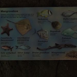 Mangrove tank species sign (Nov 10th, 2018)