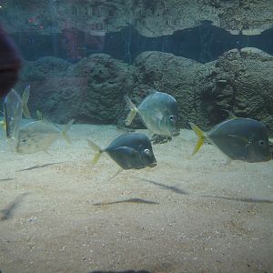 Lookdowns (Selene vomer), Nov 10th, 2018