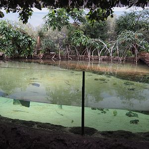 Mangrove tank (Nov 10th, 2018)