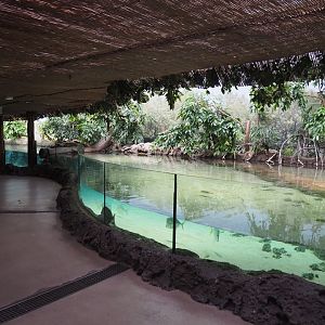 Mangrove tank (Nov 10th, 2018)