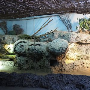 Rhinoceros iguana terrarium (Nov 10th, 2018)