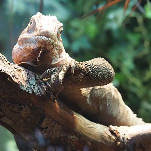Lesser Antillean iguana (Iguana delicatissima), Nov 10th, 2018