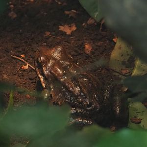Mountain chicken frog (Leptodactylus fallax)