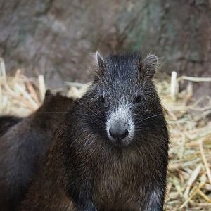 Cuban or Desmarest's hutia (Capromys pilorides), Nov 10th, 2018