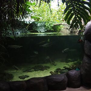 Gars and cichlids tank (Nov 10th, 2018)