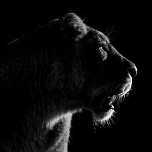 Lioness - Cotswold Wildlife Park 14/12/2018