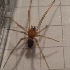 Male Steatoda grossa