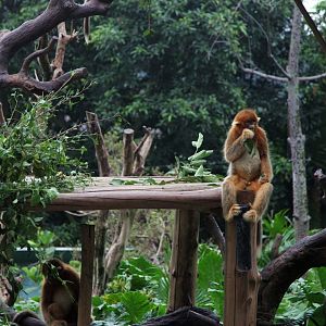 Golden snub-nosed monkeys at breakfast