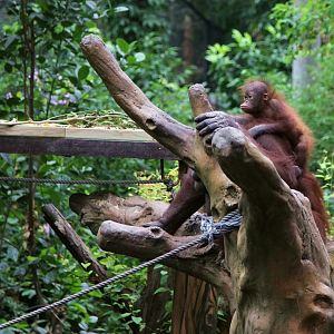 Orangutan baby riding on the back of mom