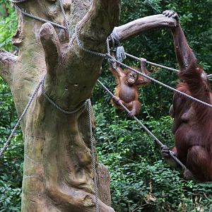 Baby orangutan