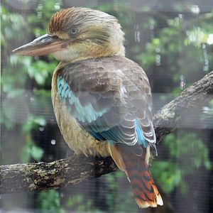 Blue-winged Kookaburra (Dacelo leachii)