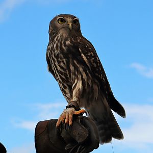Barking Owl (Ninox connivens)