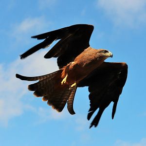 Black Kite (Milvus migrans)