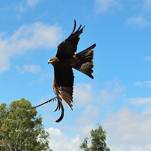 Black Kite (Milvus migrans)