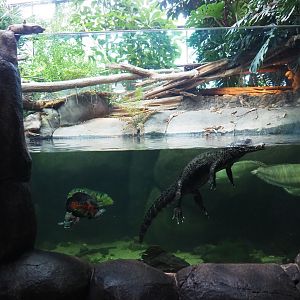 Cuvier's dwarf caiman and South American fish exhibit (Nov 10th, 2018)