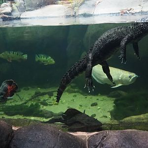 Cuvier's dwarf caiman (Paleosuchus palpebrosus) and fish (Nov 10th, 2018)