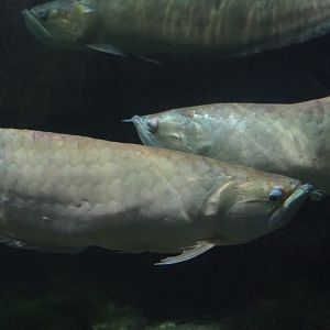 Silver arowanas (Osteoglossum bicirrhosum), Nov 10th, 2018