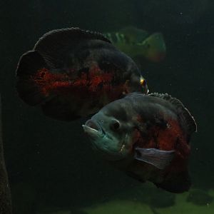 Oscars ((Astronotus ocellatus), Nov 10th, 2018