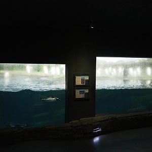 King and gentoo penguin exhibit (Nov 10th, 2018)